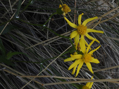 Senecio lemmonii