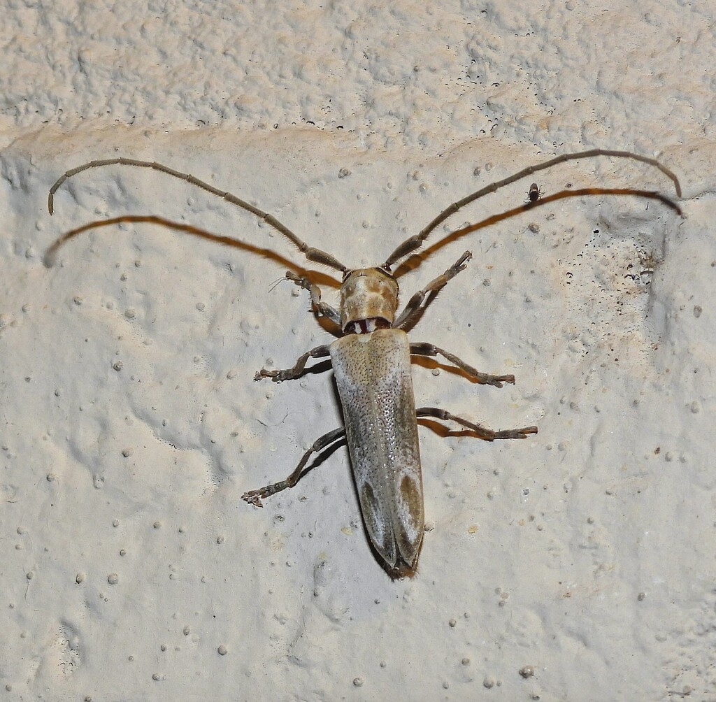 Apophaula