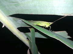 Caulopsis