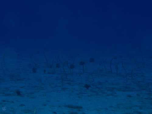 Gorgasia hawaiiensis observed 2025-10-24
