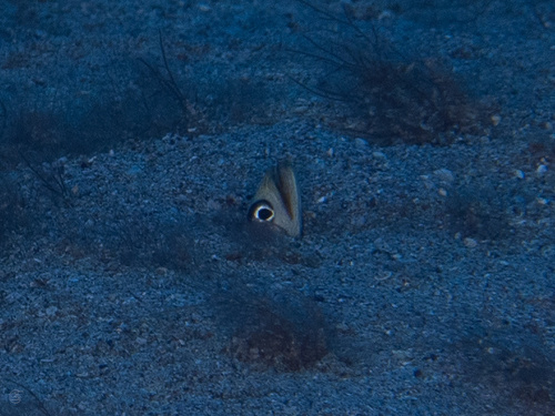 Hawaiian garden eel (Gorgasia hawaiiensis) — Congridae — 2