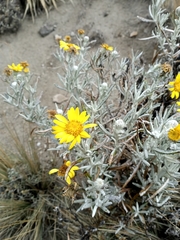 Senecio mairetianus