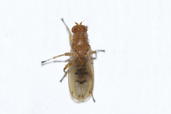 Suillia quinquepunctata