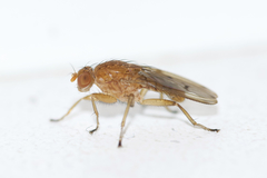 Suillia quinquepunctata
