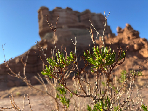 flat-top buckwheat (Eriogonum smithii)