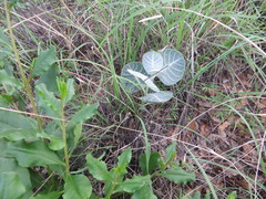 Asclepias nummularia