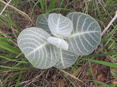 Asclepias nummularia