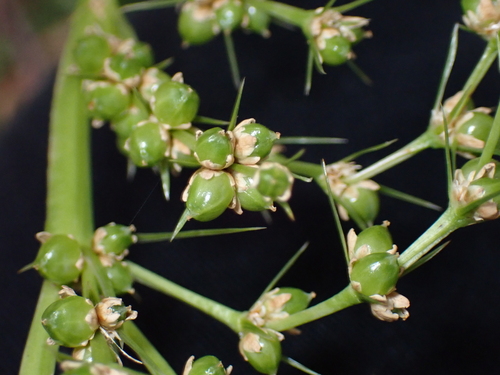 Lomandra hystrix, photograph 6