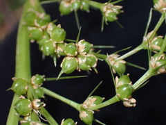 Lomandra hystrix, photograph (c) Alesha Teitzel, some rights reserved (CC BY)