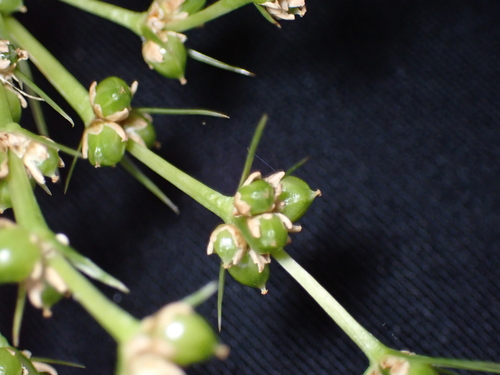 Lomandra hystrix, photograph 5