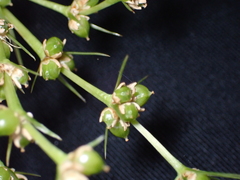 Lomandra hystrix, photograph (c) Alesha Teitzel, some rights reserved (CC BY)