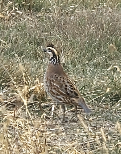 Northern Bobwhite