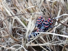 Dactylotum bicolor bicolor