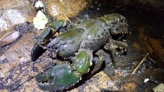 Euastacus
