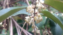 Elaeagnus glabra