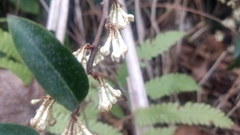 Elaeagnus glabra