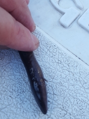 Amphiuma tridactylum