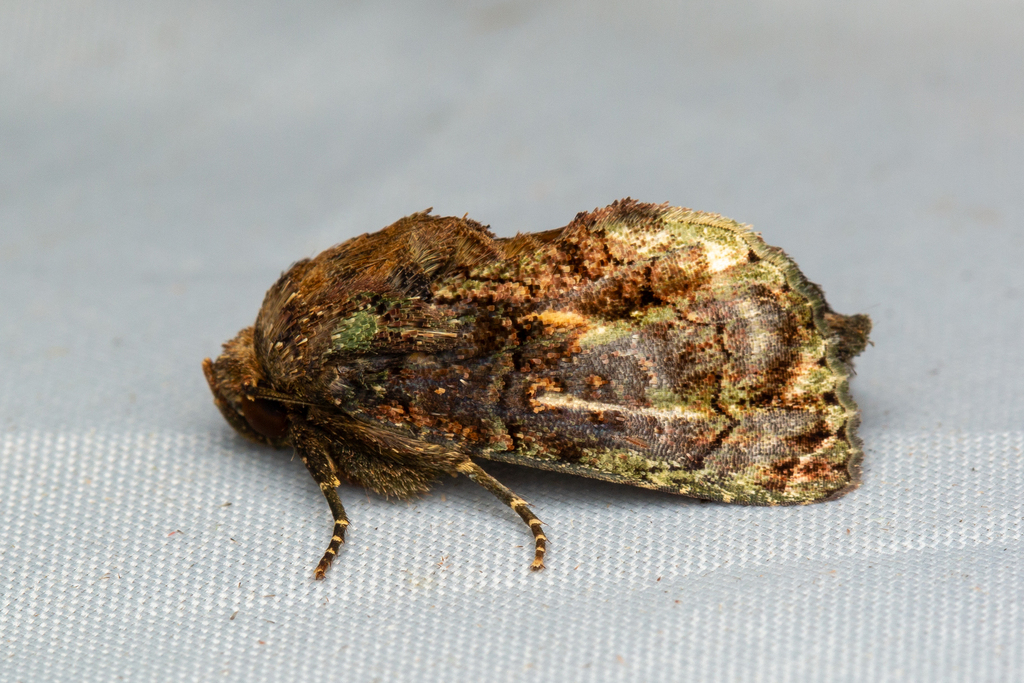 Aedia dinawa