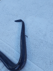 Amphiuma tridactylum