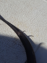 Amphiuma tridactylum