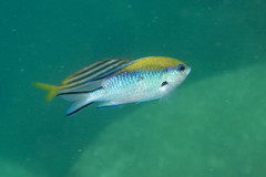 Chromis nitida