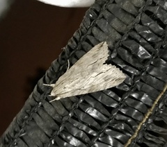 Melipotis acontioides