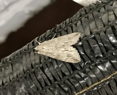 Melipotis acontioides