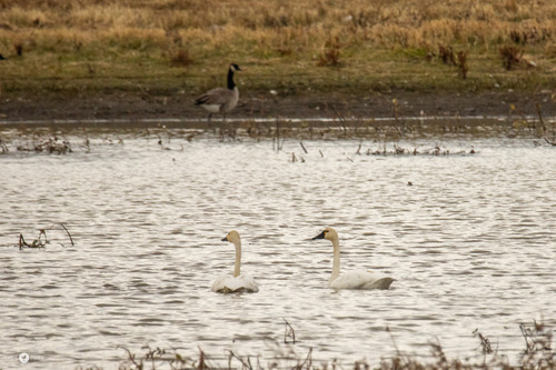 Tundra Swan