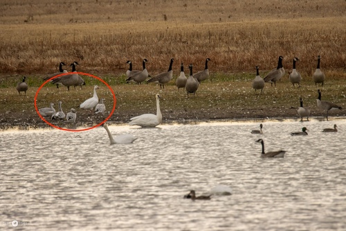 Snow Goose