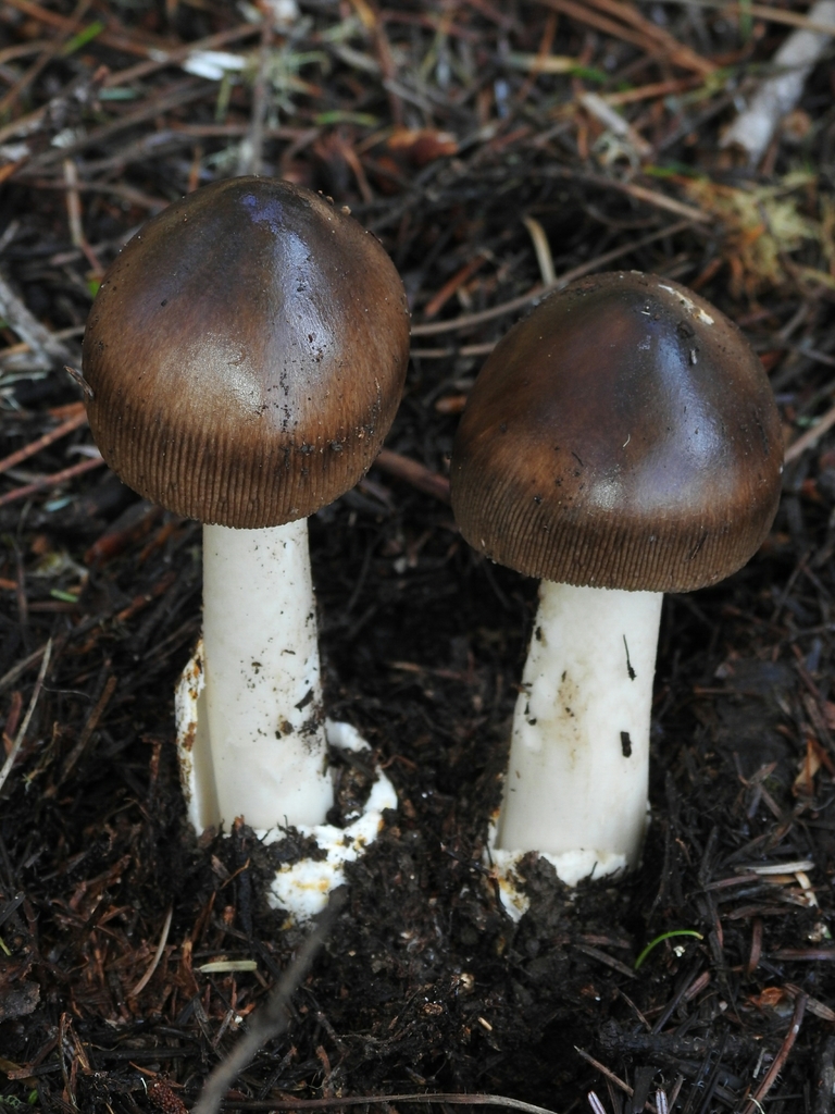 Amanita sect. Vaginatae