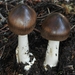 Amanita Sect. Vaginatae - Photo (c) David Greenberger, some rights reserved (CC BY-NC-ND), uploaded by David Greenberger