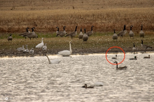 Northern Pintail
