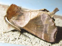 Gonoclostera timoniorum