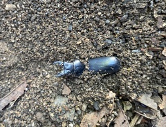 Distichus nevermanni