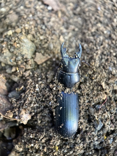 Distichus nevermanni · iNaturalist