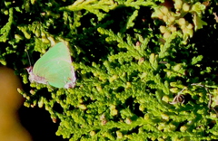 Cyanophrys miserabilis