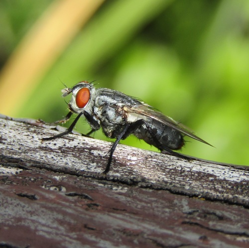 Sarcophaga nuotrauka