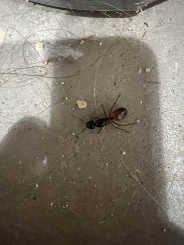 iNaturalist observation photo of Camponotus semitestaceus