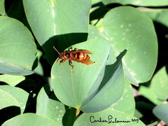 Polistes carnifex carnifex