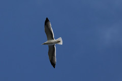 Larus michahellis atlantis