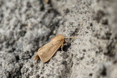 Sesamia nonagrioides