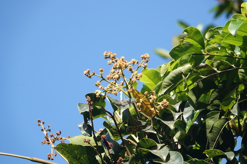 Blepharocarya involucrigera, 2025-10-25