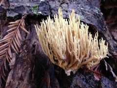 Ramaria concolor