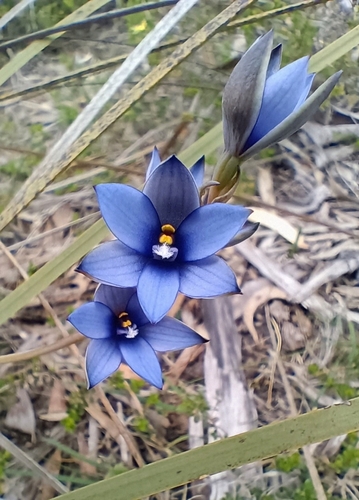 azure sun orchid (Thelymitra azurea)