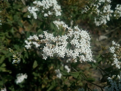 Stevia serrata