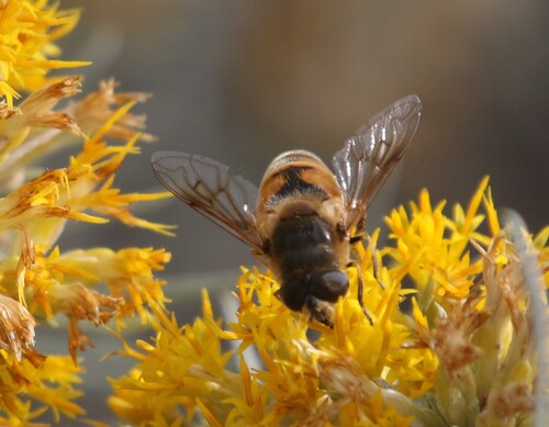 Unknown species found near York Rd, Helena, MT, US