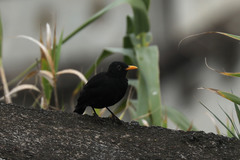 Turdus merula azorensis