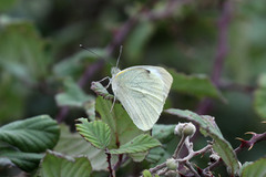 Pieris brassicae azorensis