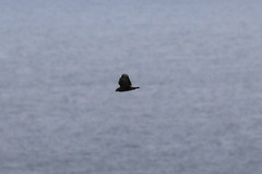 Buteo buteo rothschildi