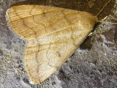 Herminia arenosa